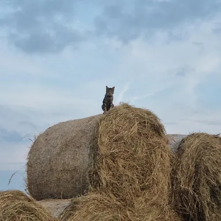 Uszate Ranczo Jagoda *