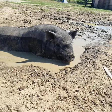 Luksustelt Uszate Ranczo Jagoda